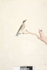 Page 66. August. Natural size Grey, Backed Silvereye Zosterops lateralis