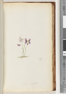 Page 66. Wild Violet by Unknown artist