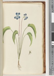 Page 67. Unidentified plant by Unknown artist