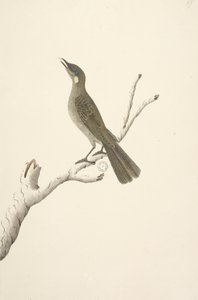 Natural Size Lewin Honeyeater