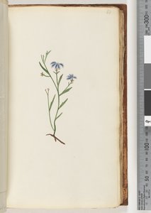 Unidentified Plant