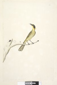 Page 69. Natural size. Iris doubtful Yellow, Tufted Honeyeater Lichenostomus melanops