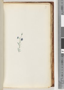 Page 69. Unidentified Plant