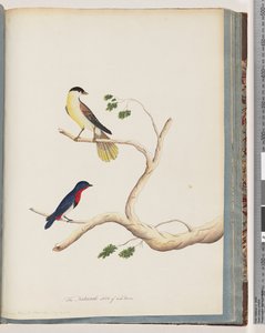 Page 70. Unidentified Bird. Bonnet Warbler