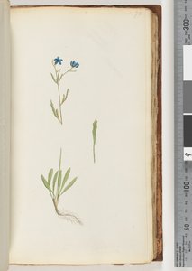 Page 70. Unidentified Plant by Unknown artist