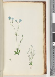 Page 71. Unidentified plant by Unknown artist