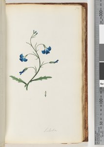 Page 72. Lobelia