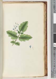 Page 74. Unidentified Plant by Unknown artist
