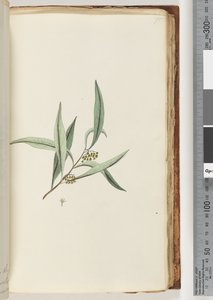 Page 75. Unidentified Plant by Unknown artist