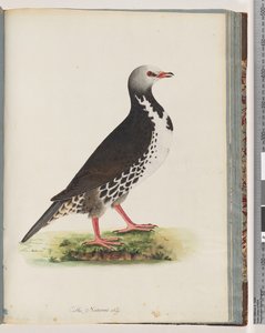 Page 76. Unidentified bird