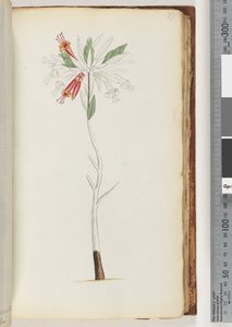 Page 77. No Inscription, Unfinished Drawing by Unknown artist