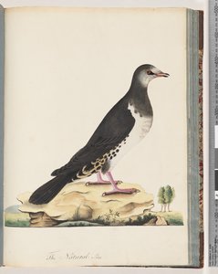 Page 77. Unidentified Bird