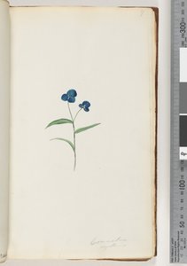 Page 7. Commelina Capillaris