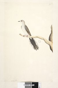Natural Size Diamond Dove by Unknown artist