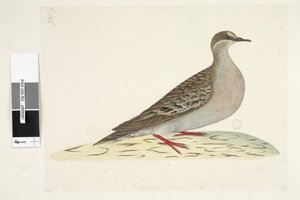 Page 82. Bronze Wing. Natural size Common Bronzewing Pigeon Phaps chalcoptera