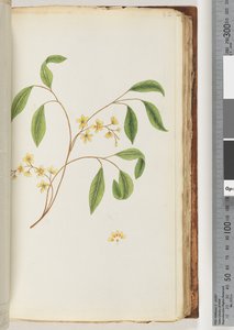 Page 82. Unidentified Plant