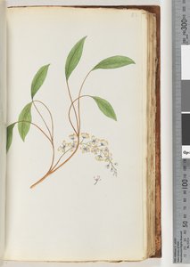 Page 83. Unidentified Plant