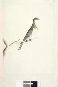 Drawn to Half Size Norfolk Island Pigeon