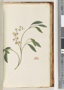 Page 84. Unidentified plant