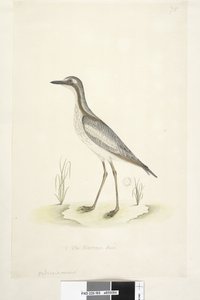 Southern Stone Curlew, 1791-92
