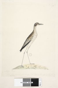 Southern Stone Curlew, 1791-92