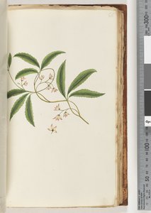 Page 86. Unidentified Plant by Unknown artist
