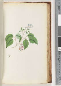 Page 87. Unidentified Plant
