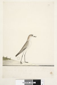 Page 88. Charadrius. below frame line in different hand This bird runs on the ground like the Sand Lark and is very common on the sands in the different parts of the harbour. below this in third hand Natural size Red, capped Dotterel Charadrius alexandrinu