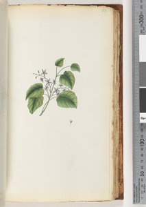 Page 88. Unidentified Plant