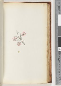 Page 89. No inscription. Unidentified plant