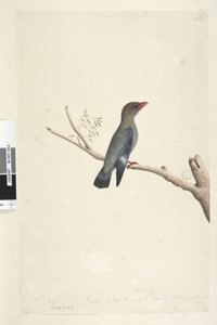 Reduced to Half Size Dollar Bird by Unknown artist