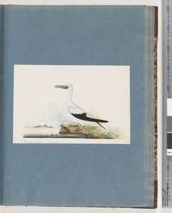 Page 91. Unidentified Bird. Pel. borssanus