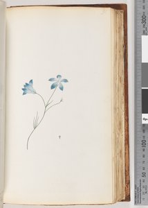 Page 91. Unidentified Plant by Unknown artist