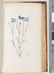 Page 92. Unidentified Plant by Unknown artist