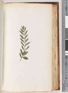 Page 93. Unidentified plant