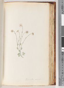 Page 94. Eriocalia Minor