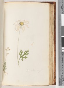 Eriocalia major by Unknown artist