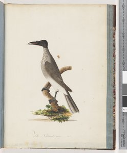 Noisy Friarbird by Unknown artist