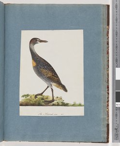 Buff-banded Rail by Unknown artist