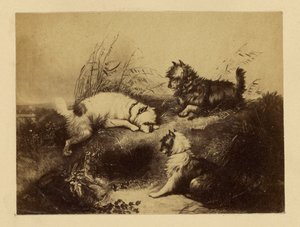 Dogs