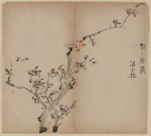 Peach Blossoms
