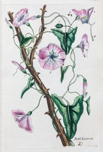 Small Bindweed