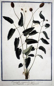 Pimprenelle: Pimpinella Sanguisorba major by Unknown artist