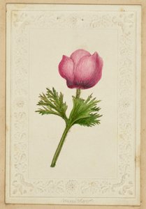 Pink Flower Note Card