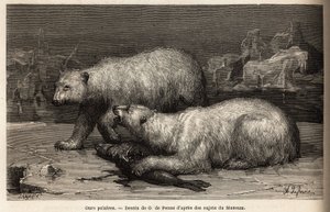 Polar Bears on the Ice Pack, Beating a Seal They Just Caught. Engraving to Illustrate the Voyage to the Free Sea of the Arctic Pole, by Doctor Hayes, Surgeon of the United States Navy, in 1860-1862, Published in Le Tour du Monde, Nouveau Journal des Voyage