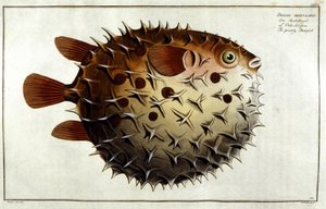 Porcupine fish after Marc Elieser Bloch Ichtyologie Paris - Berlin - London 1787. by Unknown artist