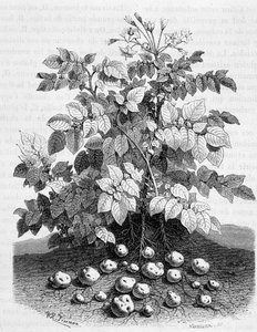 Potato and Starchy Tubers of Its Roots by Unknown artist