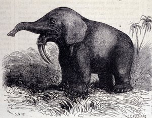 Prehistory: representation of a Dinotherium, type of pachyderm by Unknown artist