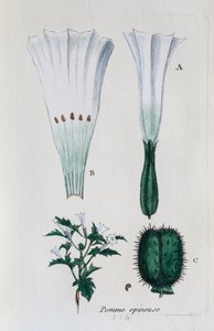 Prickly Apple (Datura, Common Jimsonweed) by Unknown artist