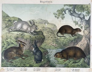 Rabbit, Beaver - in 
